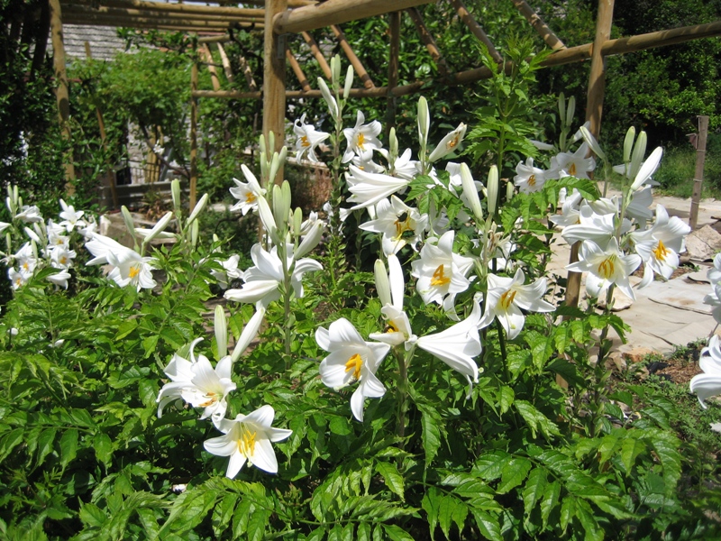 A group of lily flowers brighten the garden